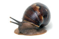 Archachatina porphyrostoma Nigeria C adult